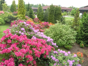 20130606_024_arboretum zdjecia na strone galeria  